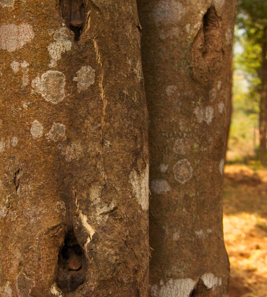 AGARWOOD