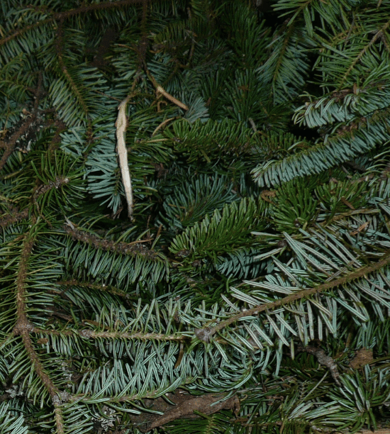 FIR BALSAM BARK