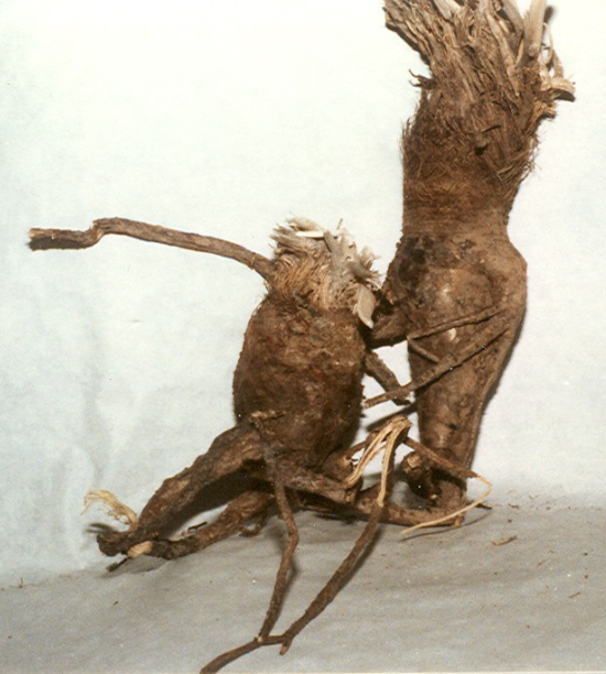 GALBANUM