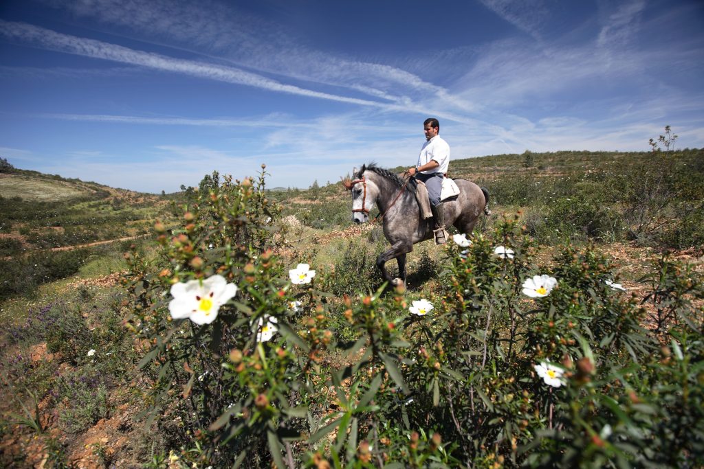 Seb a cheval ds le ciste_0021_24-04-08