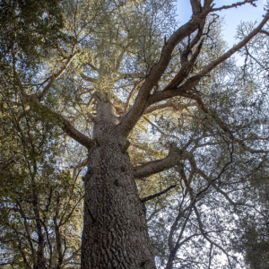 cedar atlas