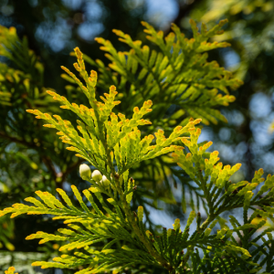 cedarleaf