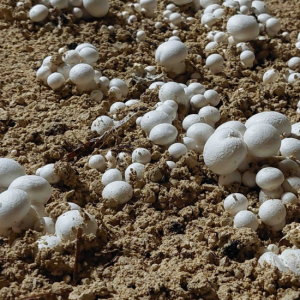 champignon blanc de paris