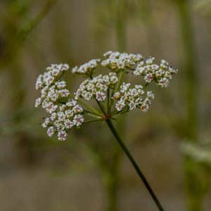 photo-produit-020