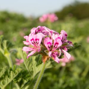 photo-produit-EB445F