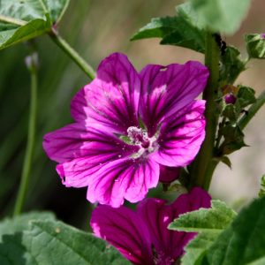 photo-produit-EHGA0017