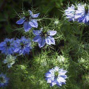 photo-produit-HVEA0009