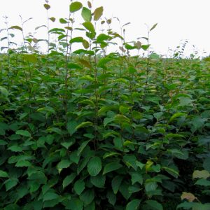 photo-produit-HYDA0014