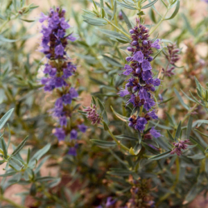 photo-produit-hysope-biolandes