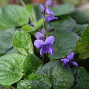 photo-produit-violette