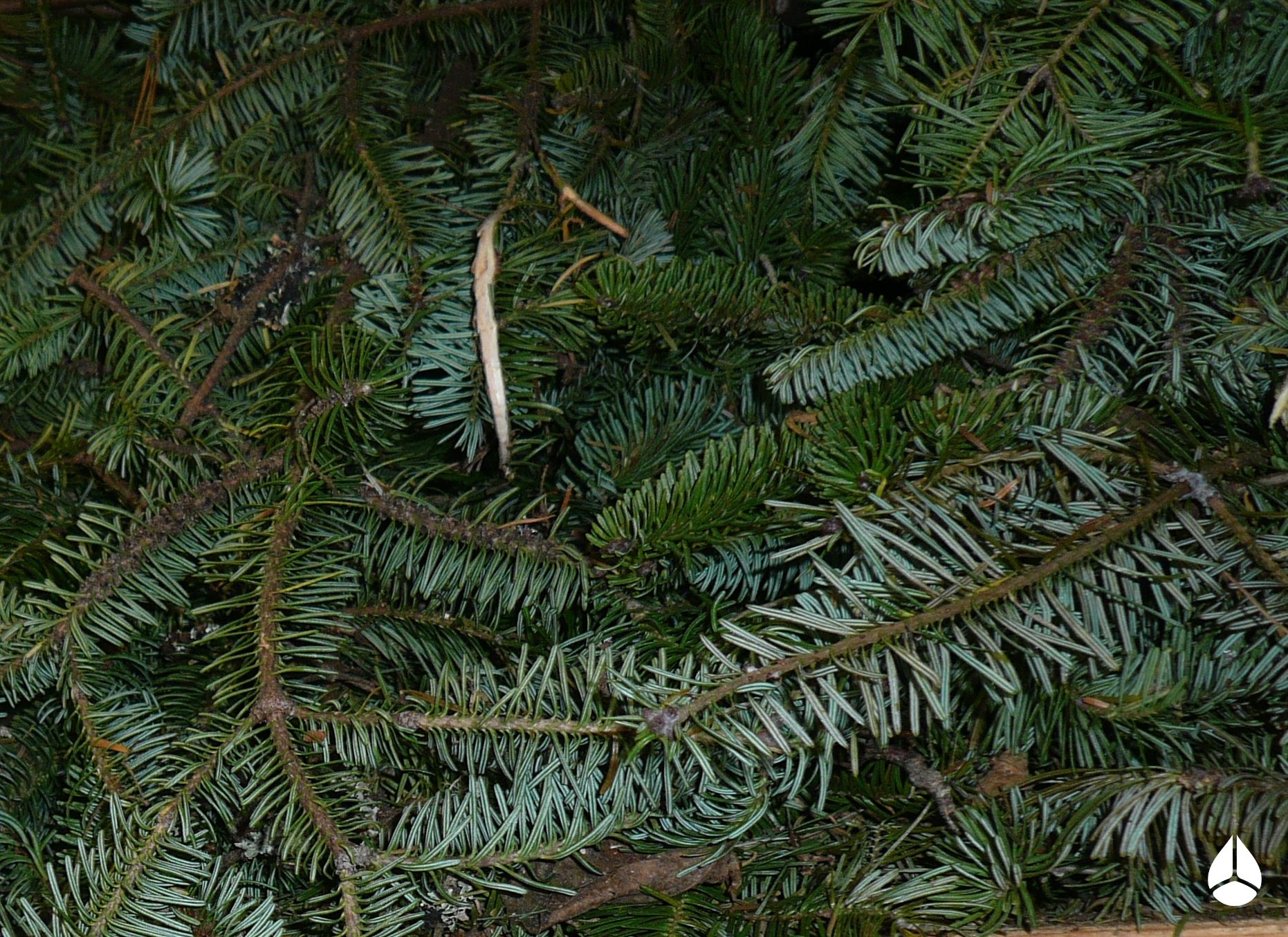 fir balsam