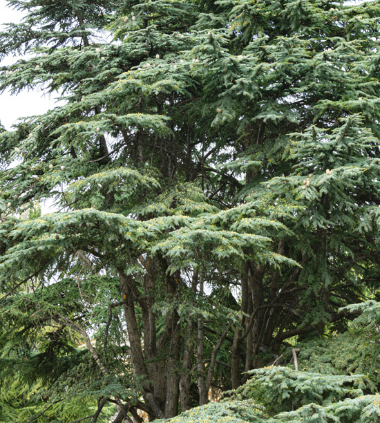 CEDARWOOD ATLAS