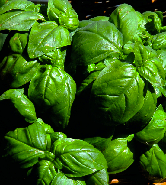 BASIL METHYLCHAVICOL