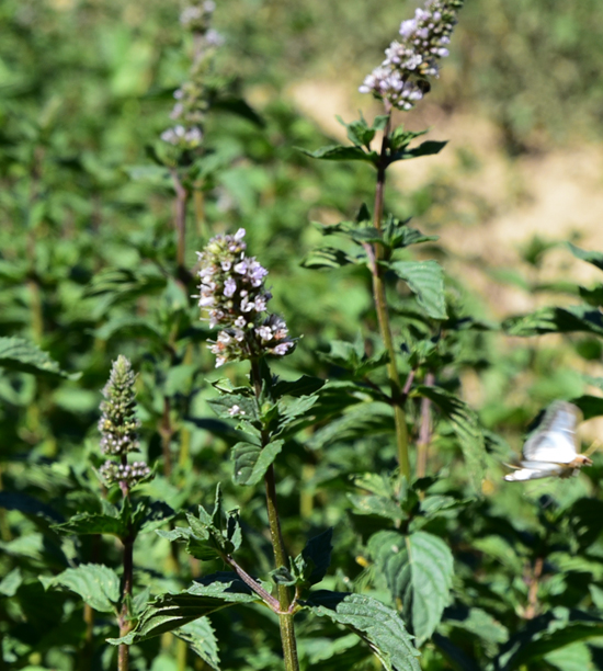 🌱 Huile Essentielle de Menthe Poivrée - Herborisia