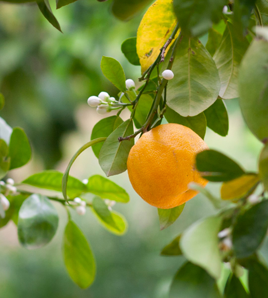 Premium Organic Moroccan Orange Blossom (Neroli) Water | 4oz Imported From  Morocco | Food Grade | Packed With Natural Antioxidants | Perfect for