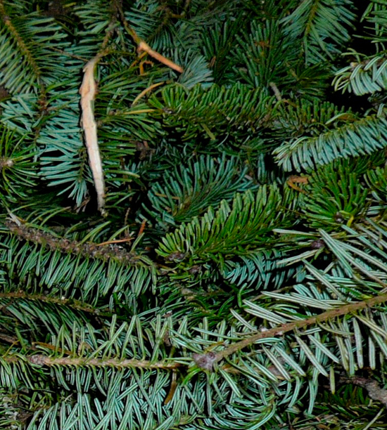 FIR BALSAM