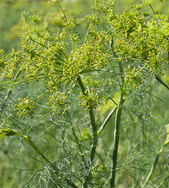 DILL