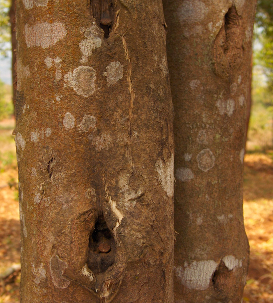 AGARWOOD P2 CITES