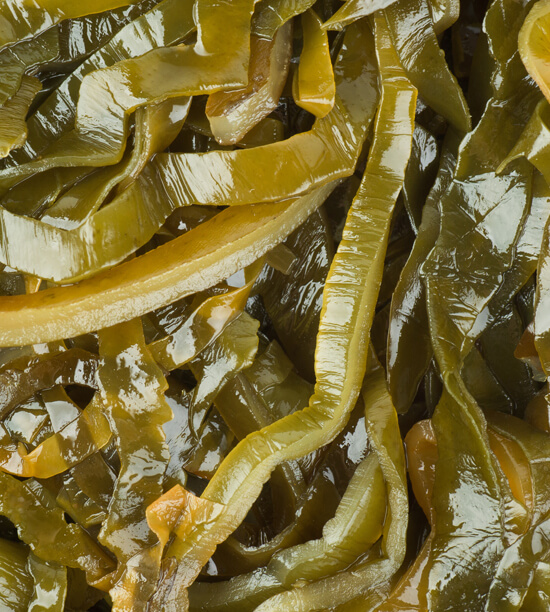 SEAWEED LAMINARIA