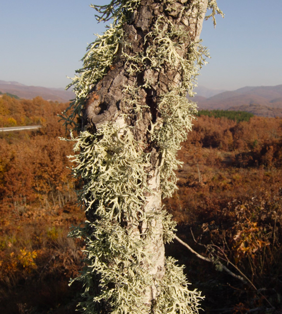 Oakmoss Essential Oil (Evernia prunastri)