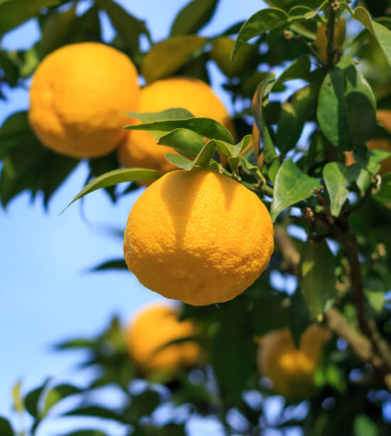 YUZU