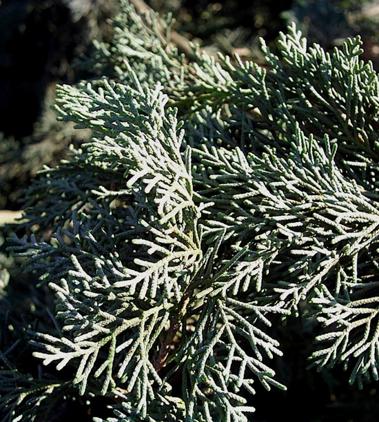 CYPRESS BY-ABSOLUTE