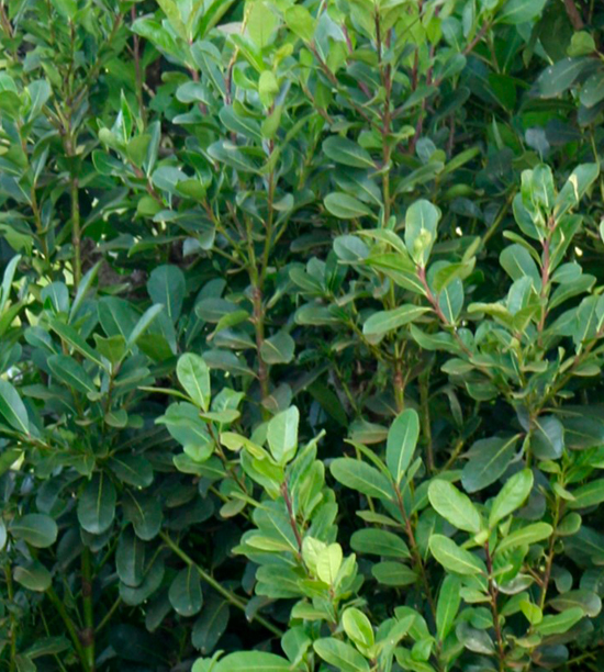 Ilex paraguariensis, plante de yerba maté