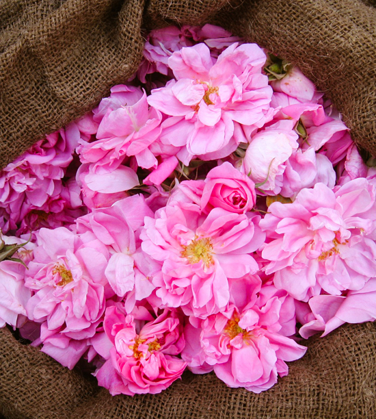 ROSE BY-ABSOLUTE