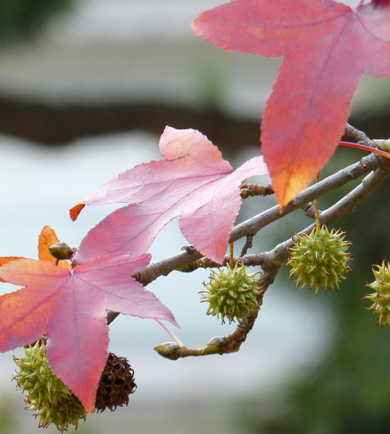 STYRAX