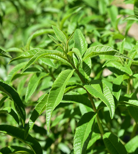 VERBENA