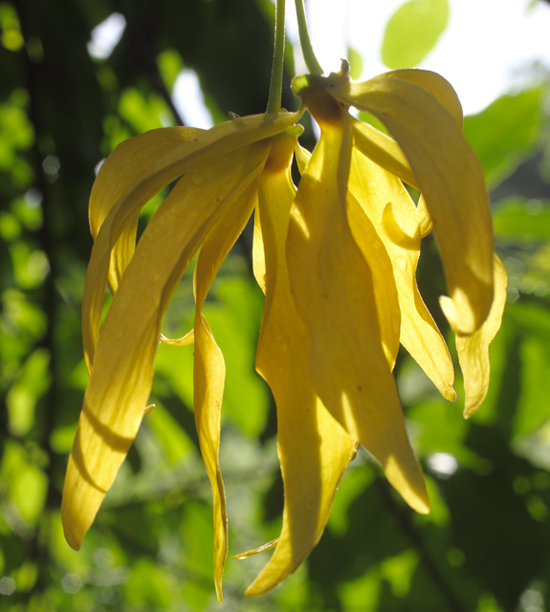 YLANG II