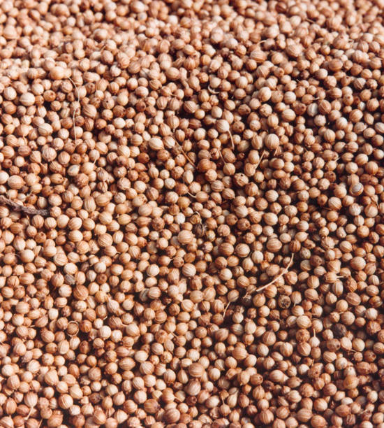 CORIANDER