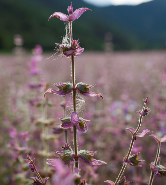 CLARY SAGE PAYS GC