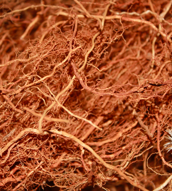 VETIVER