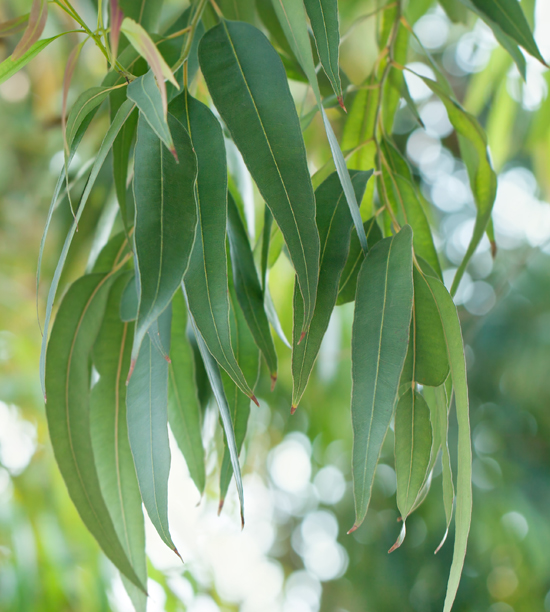 Eucalyptus globulus, huile essentielle 80% BIO d'Espagne