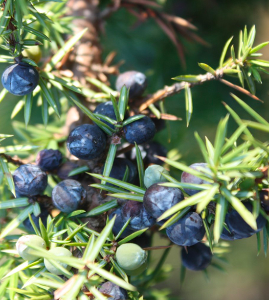 JUNIPER BERRIES