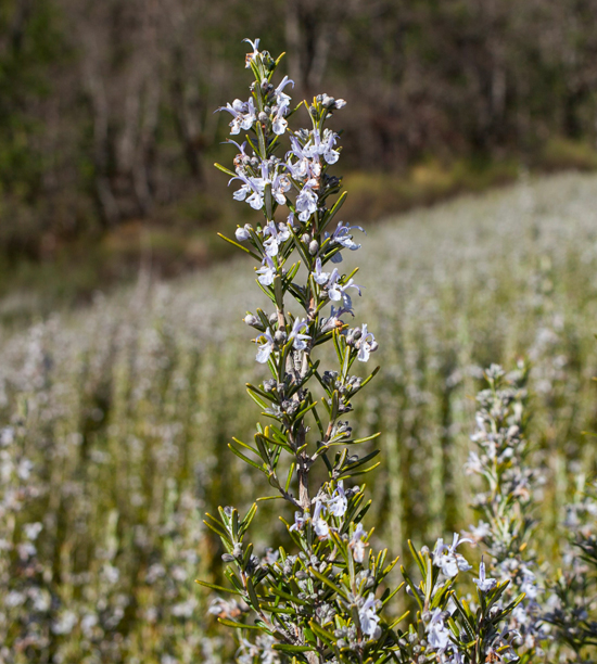 ROSEMARY