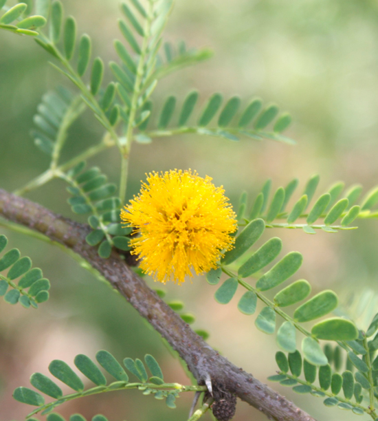 MIMOSA - Biolandes