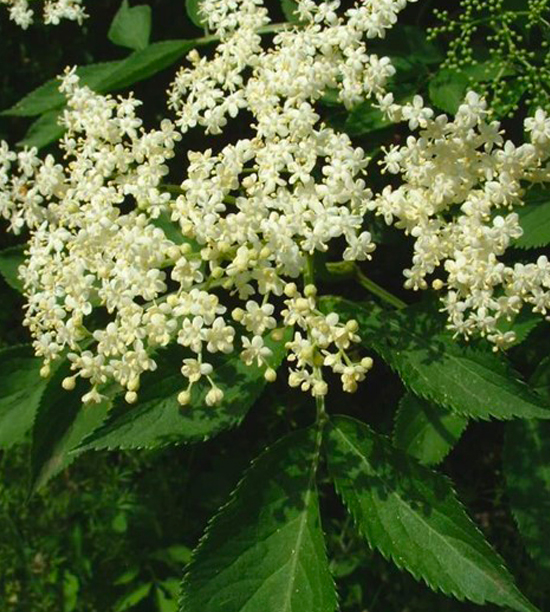 BLACK ELDER