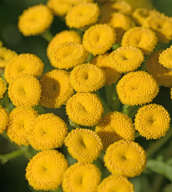 BLUE TANSY