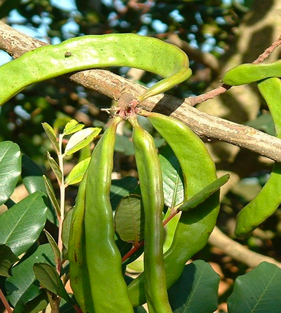 CAROB
